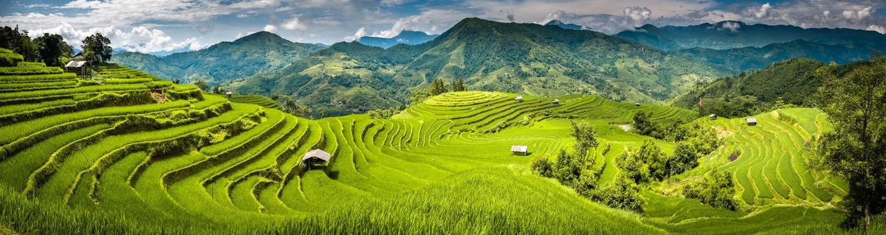 Reisfeld in Vietnam