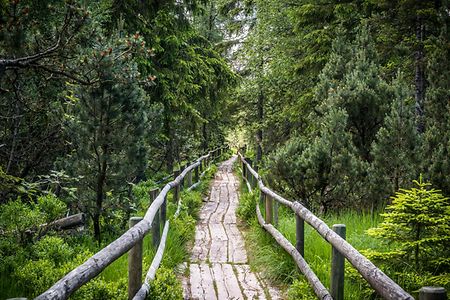 Der Schwarzwald im Wandel oder Schwarzwald 2.0 - Lotharpfad