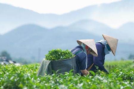 Teepfl&uuml;cker in Vietnam