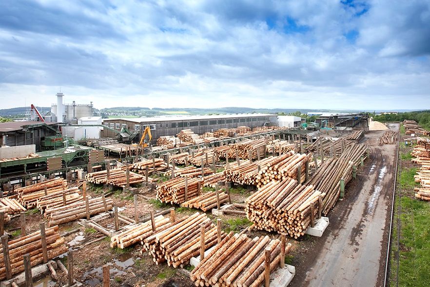 Ein Werk mit sehr vielen Holzst&auml;mmen