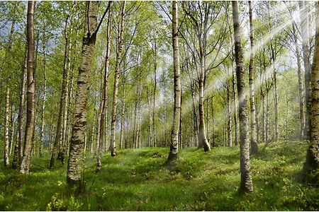 Wald