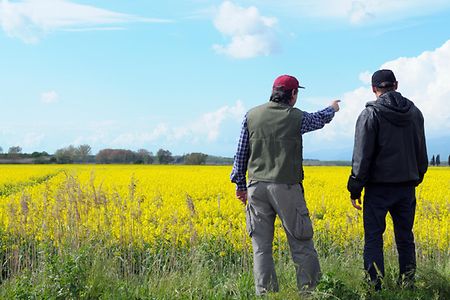 Two Farmers Pointing Canola Field