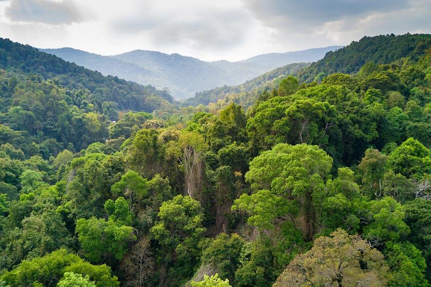 Rainforest aerial view in Thailand
