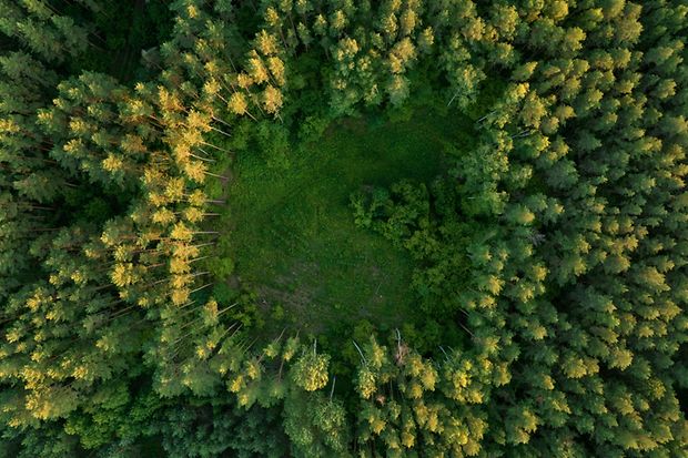 Forest,,Aerial,View.,Forest,Destruction,,Felling,Of,Trees.,Illegal,Logging.
