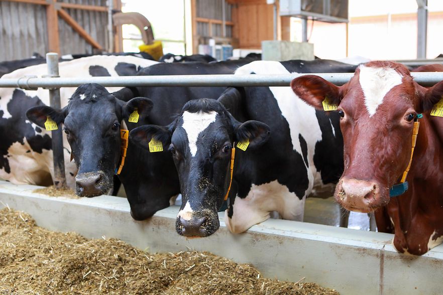 K&uuml;he im Landwirtschaftsbetrieb Roederland GmbH in Boenitz