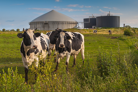 K&uuml;he auf der Weide dahinter eine Biogasanlage
